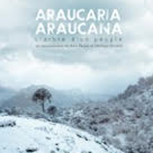Araucaria Araucana, Remi Rappe photodiversity film festival