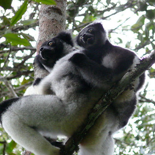 Madagascar Wildlife, Denise Dragiewicz photodiversity film festival
